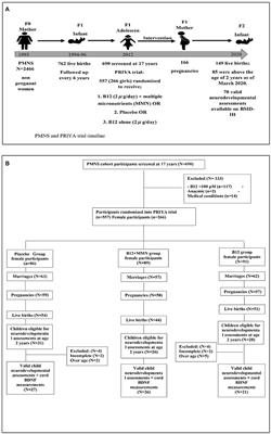 Pre-conceptional Maternal Vitamin B12 Supplementation Improves Offspring Neurodevelopment at 2 Years of Age: PRIYA Trial